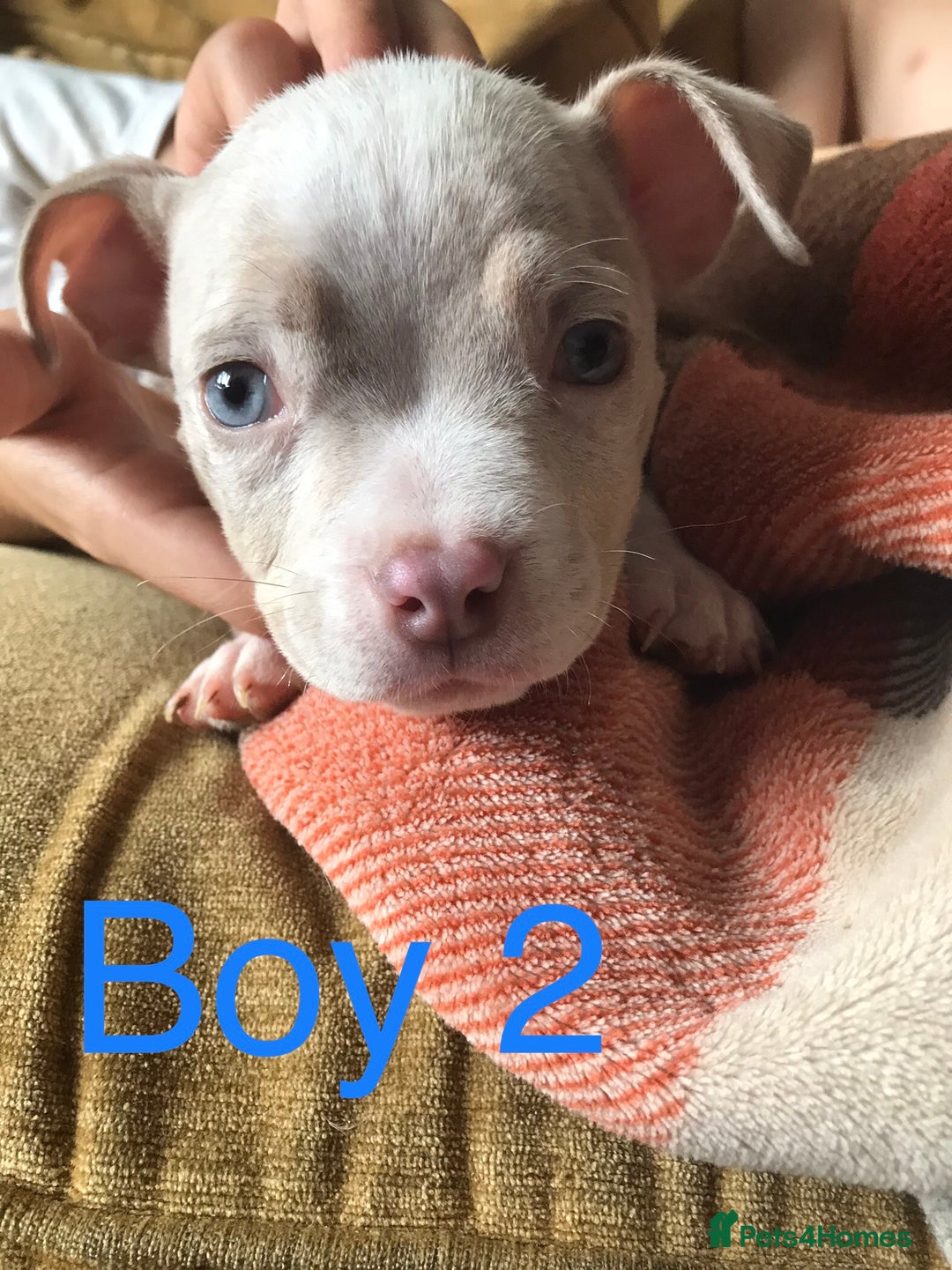 American Bully dogs for sale: Beautiful Micro bully pups - Image 4