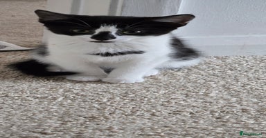 Mixed Breed cats - Advert 11