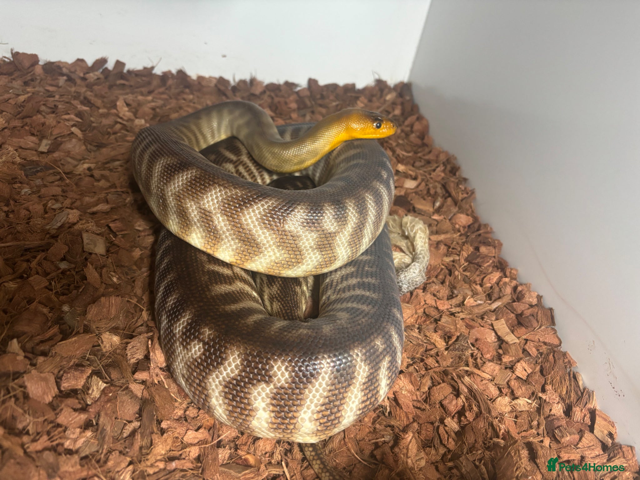 Python Snake reptiles for sale: Woma Pythons - Proven Pair in Blackburn - Advert 2