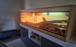 Bearded Dragon reptiles for sale: Bearded Dragon for sale - Image 4