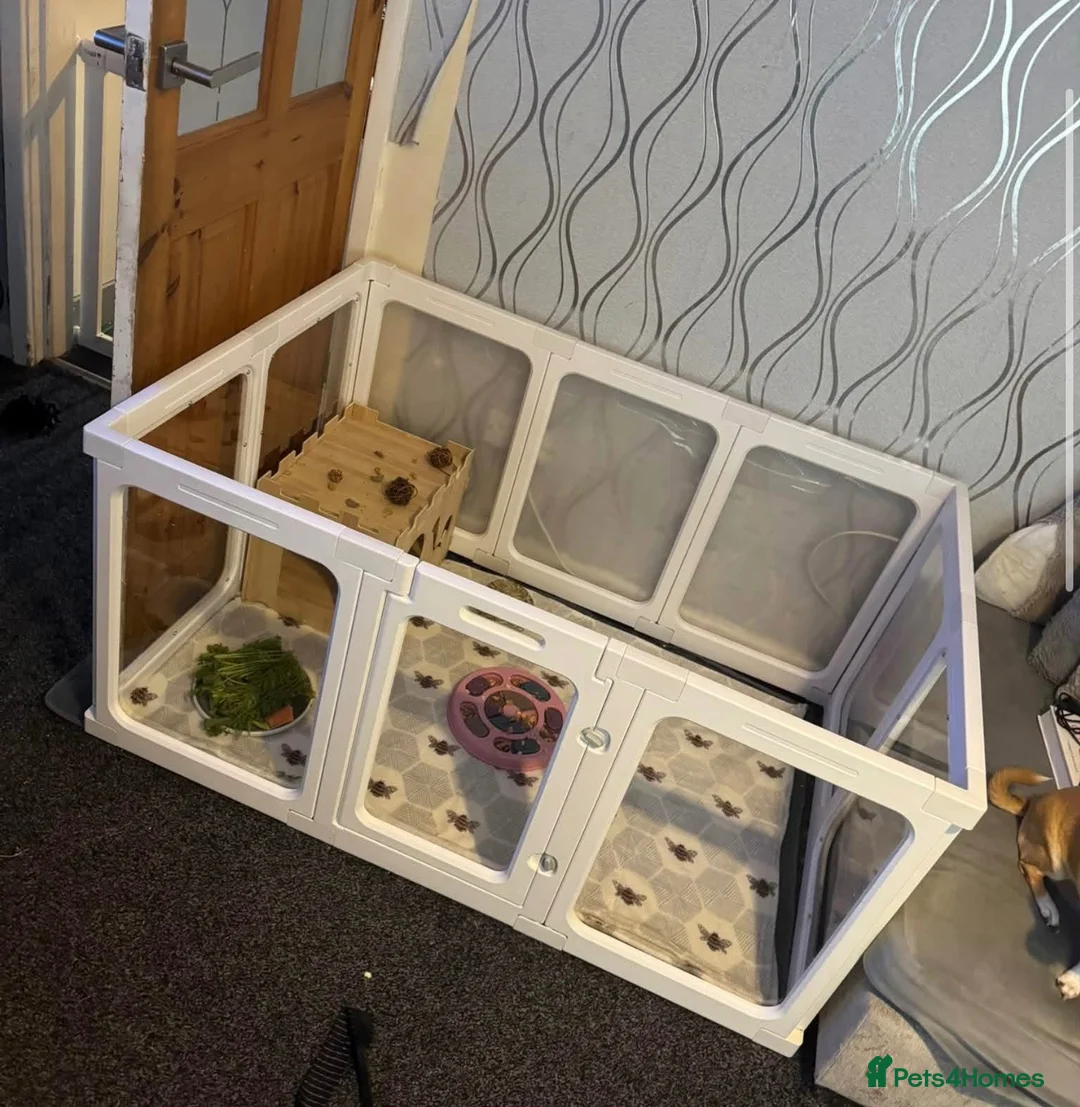 Mixed Breed rabbits for sale: M&F bonded pair Rabbits  in Derby - Advert 4