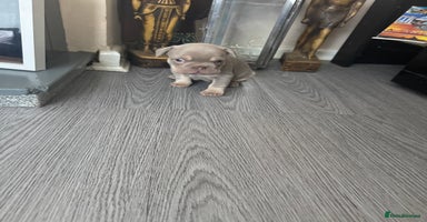 French Bulldog dogs - Advert 8