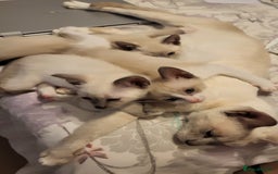 Snowshoe cats for sale: Full Pedigree Snowshoe Kittens - Image 4