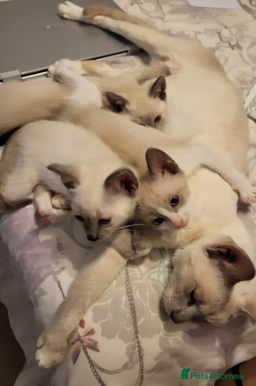 Snowshoe cats for sale: Full Pedigree Snowshoe Kittens - Image 4
