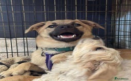 Mixed Breed dogs for adoption: Luanna - Norwich Norfolk  - Image 21