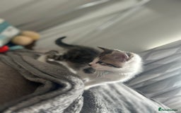 Mixed Breed cats for sale: 2 boy kitten left for sale  - Image 4