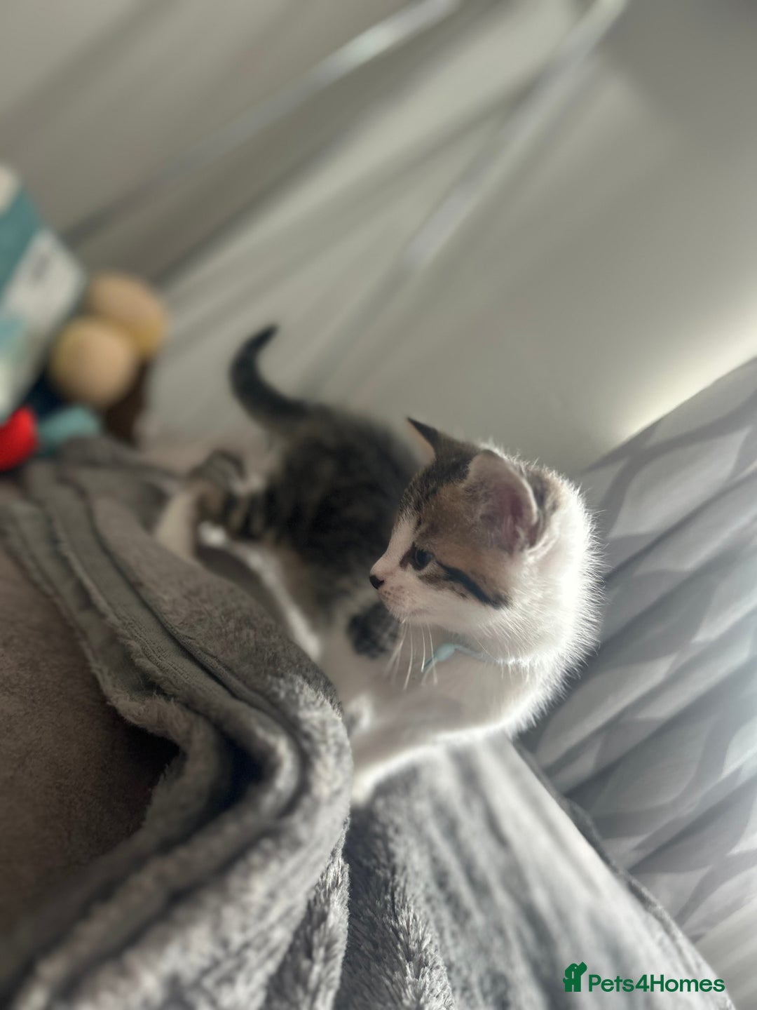 Mixed Breed cats for sale: 2 boy kitten left for sale  - Image 4