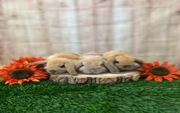 Mini Lop rabbits for sale: Gorgeous mini lops - orange litter - Image 10