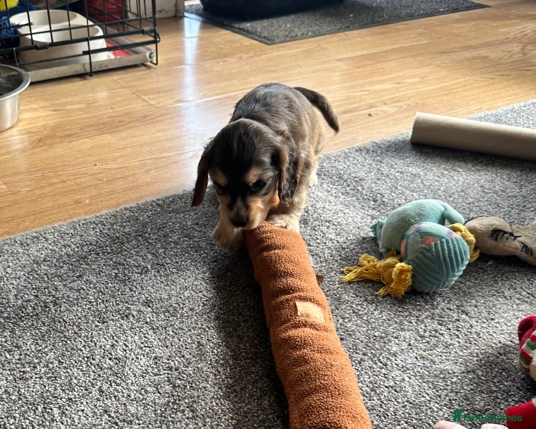 Cocker Spaniel dogs for sale: Handsome boys - Image 12