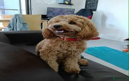 Cockapoo dogs for stud: (UNPROVEN) cockapoo male F3 available for stud   - Image 6