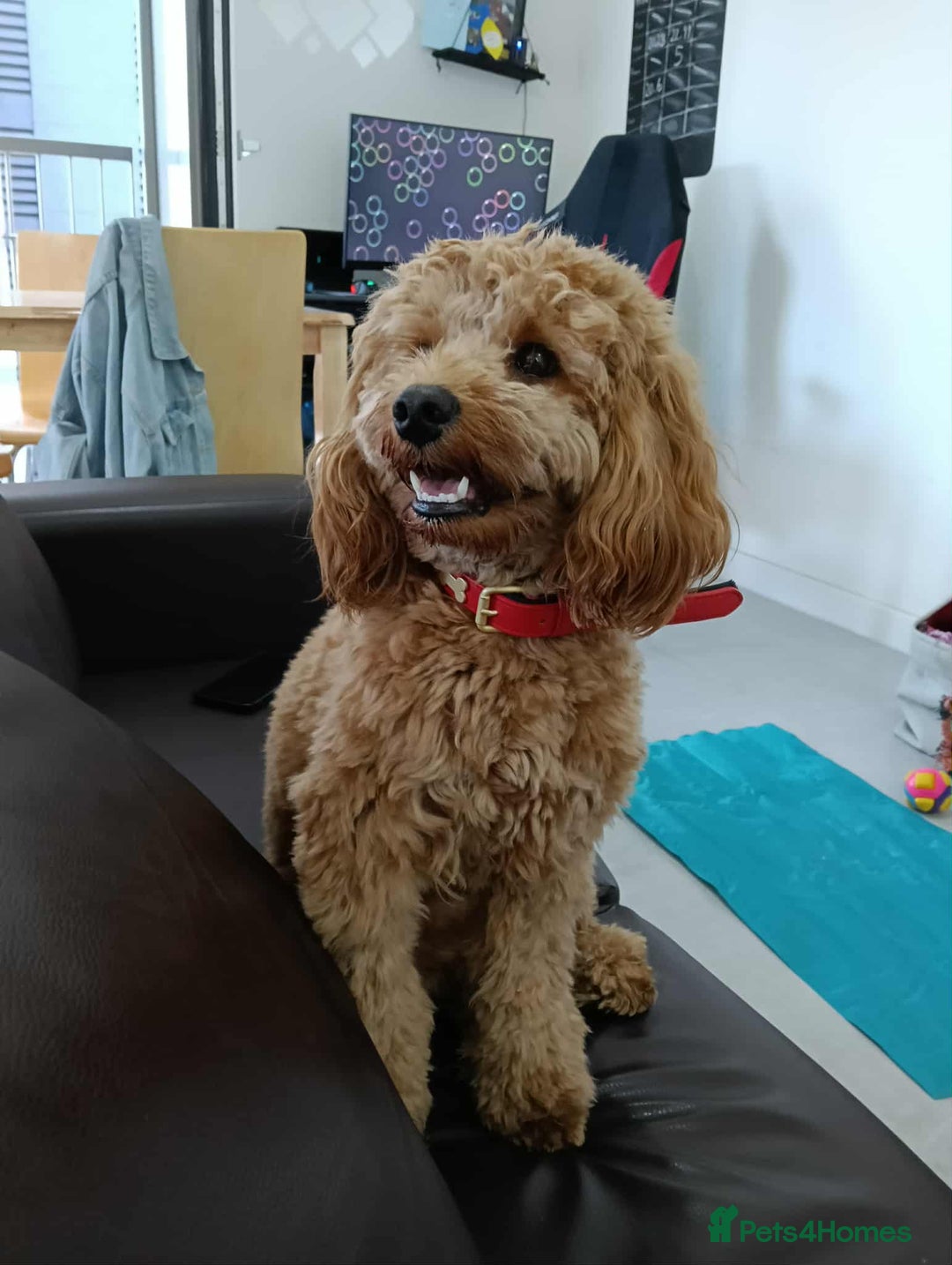 Cockapoo dogs for stud: (UNPROVEN) cockapoo male F3 available for stud   - Image 6