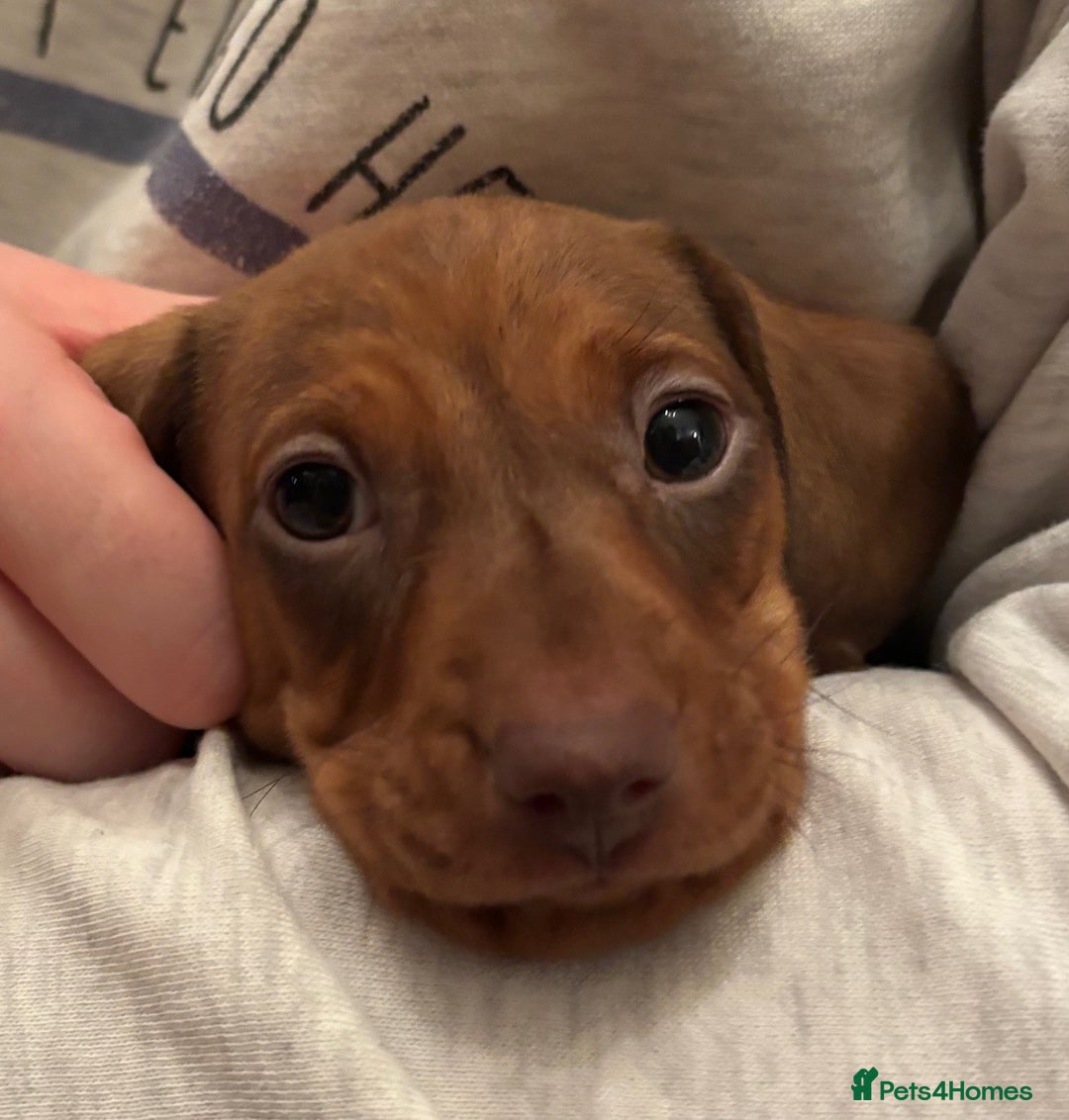 Miniature Dachshund dogs for sale: Full of fun Miniature Dachshunds  - Advert 13