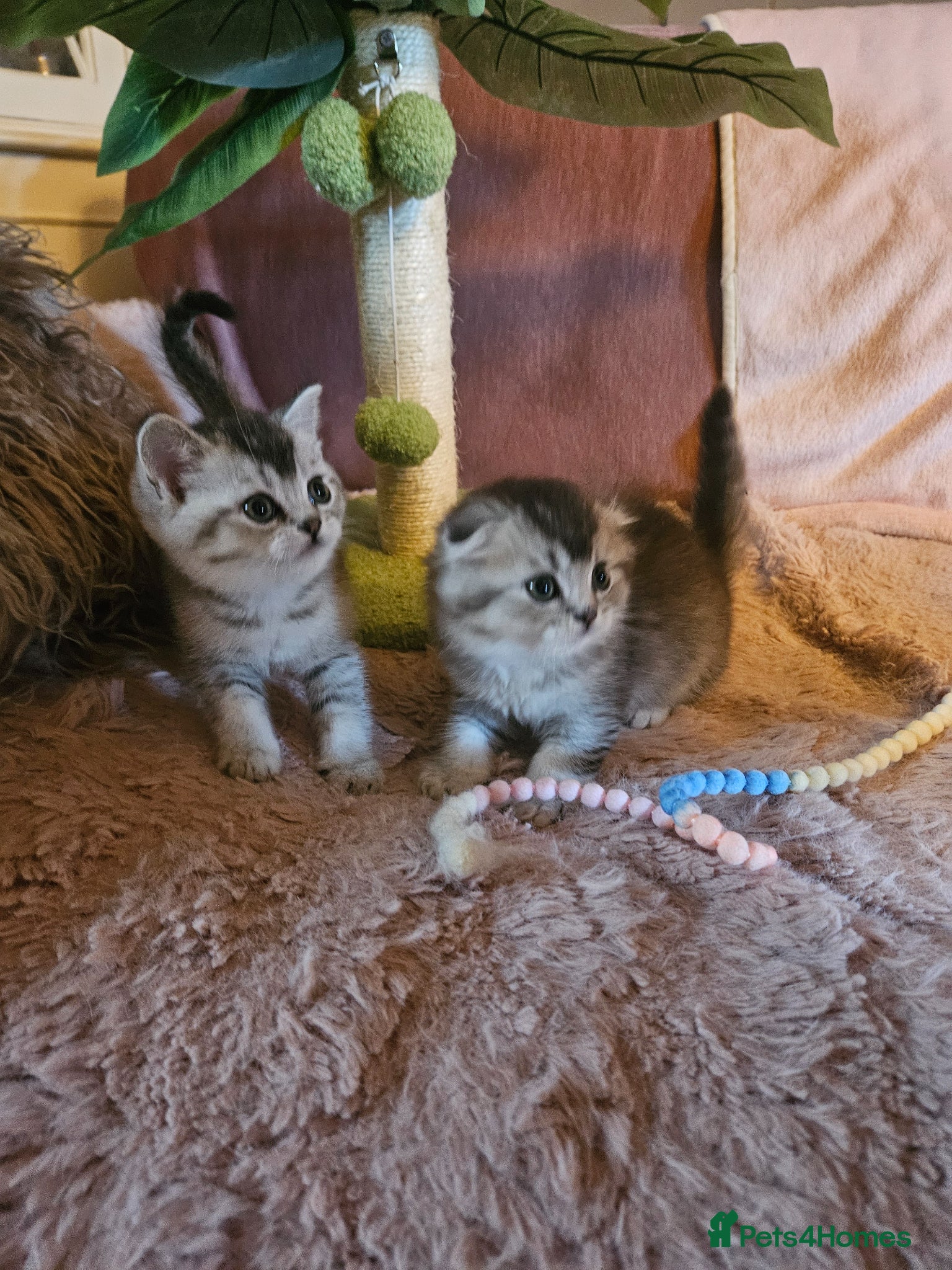 British Shorthair cats for sale: BRITISH SHORTHAIR X SCOTTISH FOLD - Advert 14