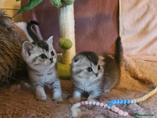 British Shorthair cats READY NOW BSH X SCOTISH FOLD 1 MALE 1 FEMALE - Advert 3