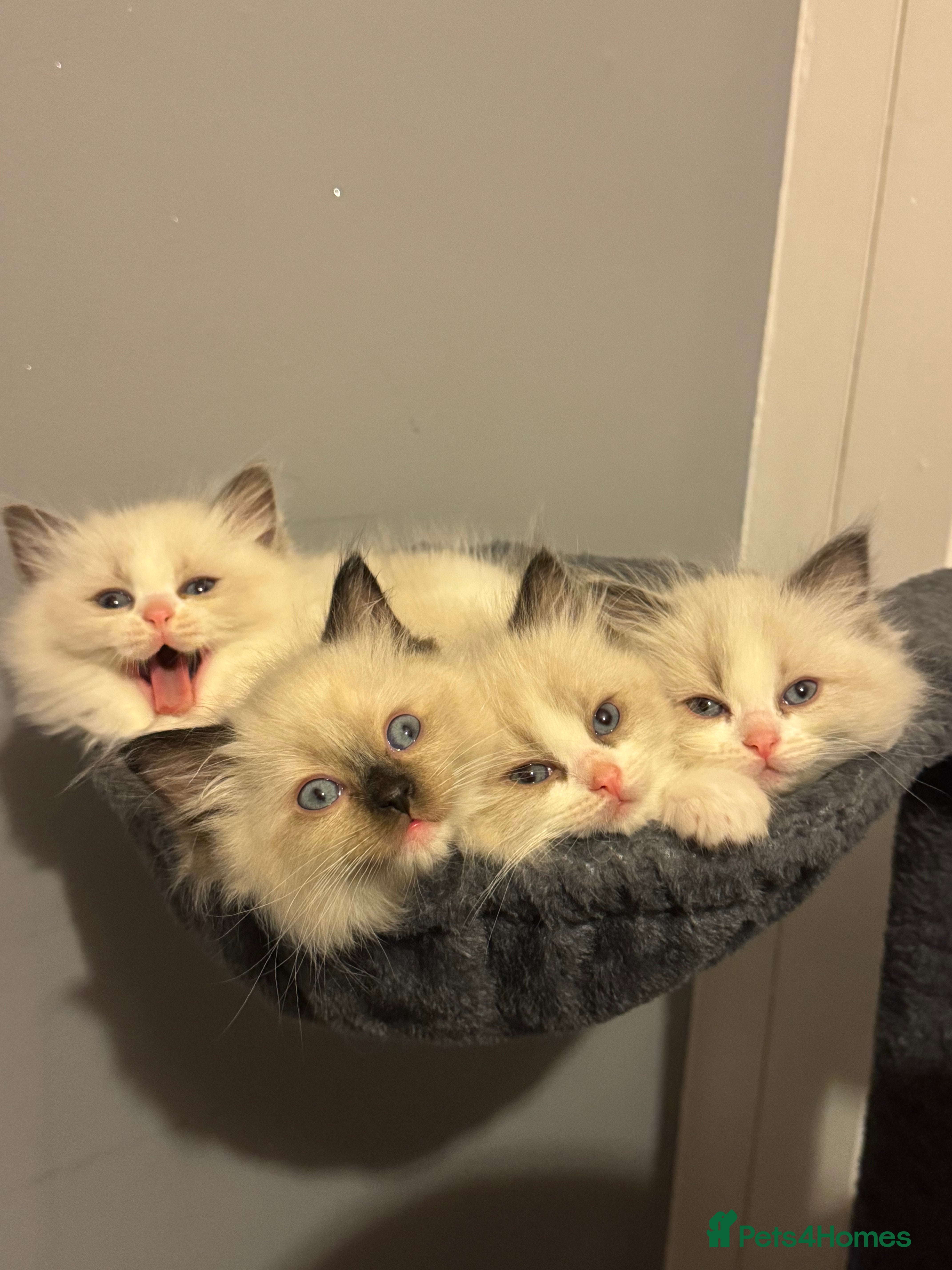 Ragdoll cats Adorable Pure Breed Ragdoll Kittens ❤️ - Advert 2