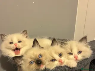 Ragdoll cats Adorable Pure Breed Ragdoll Kittens ❤️ - Advert 2