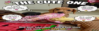 Miniature Dachshund 2