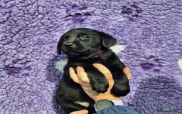 Labrador Retriever dogs for sale: KC Registered Labrador Retrievers 🖤💛 - Image 7