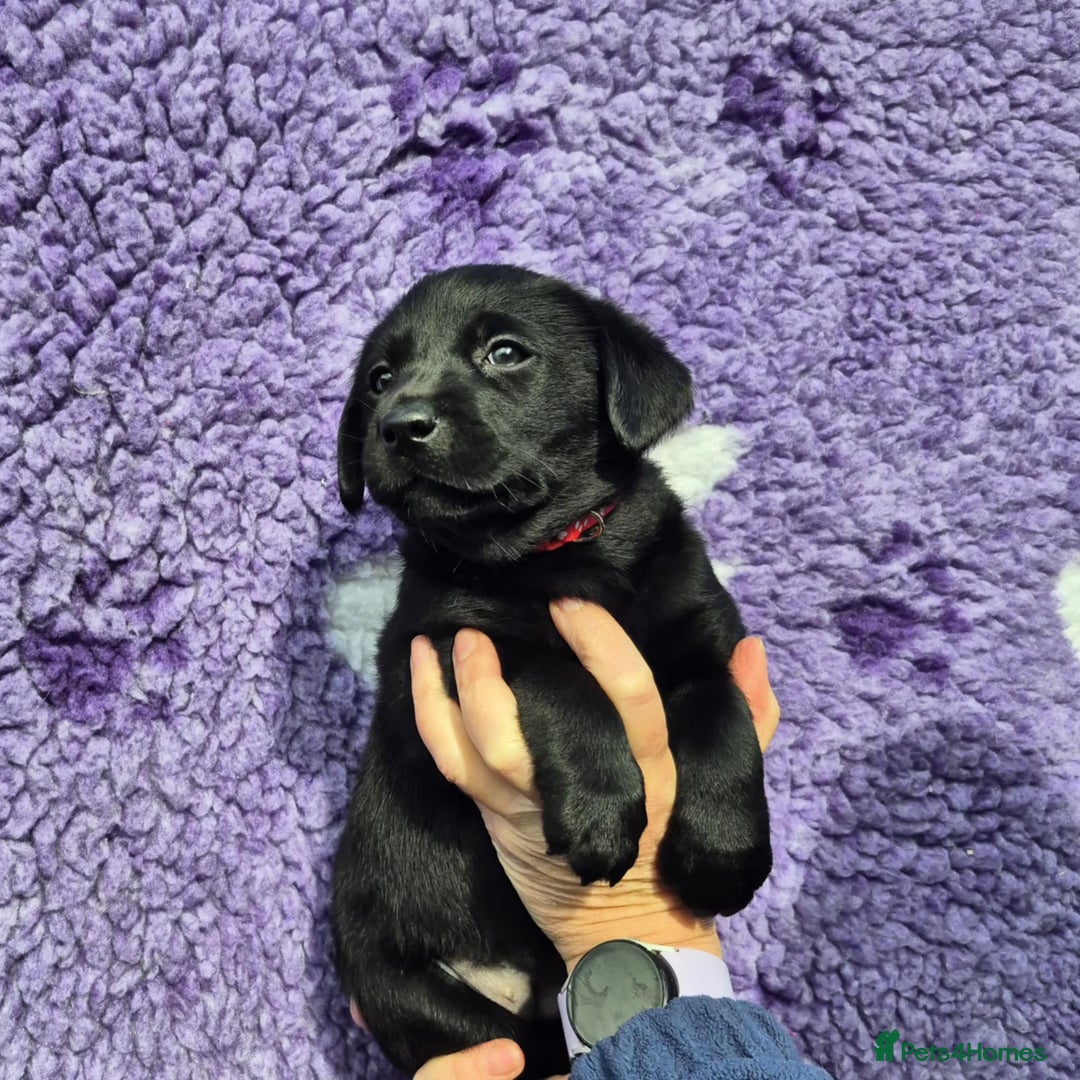Labrador Retriever dogs for sale: KC Registered Labrador Retrievers 🖤💛 - Image 7