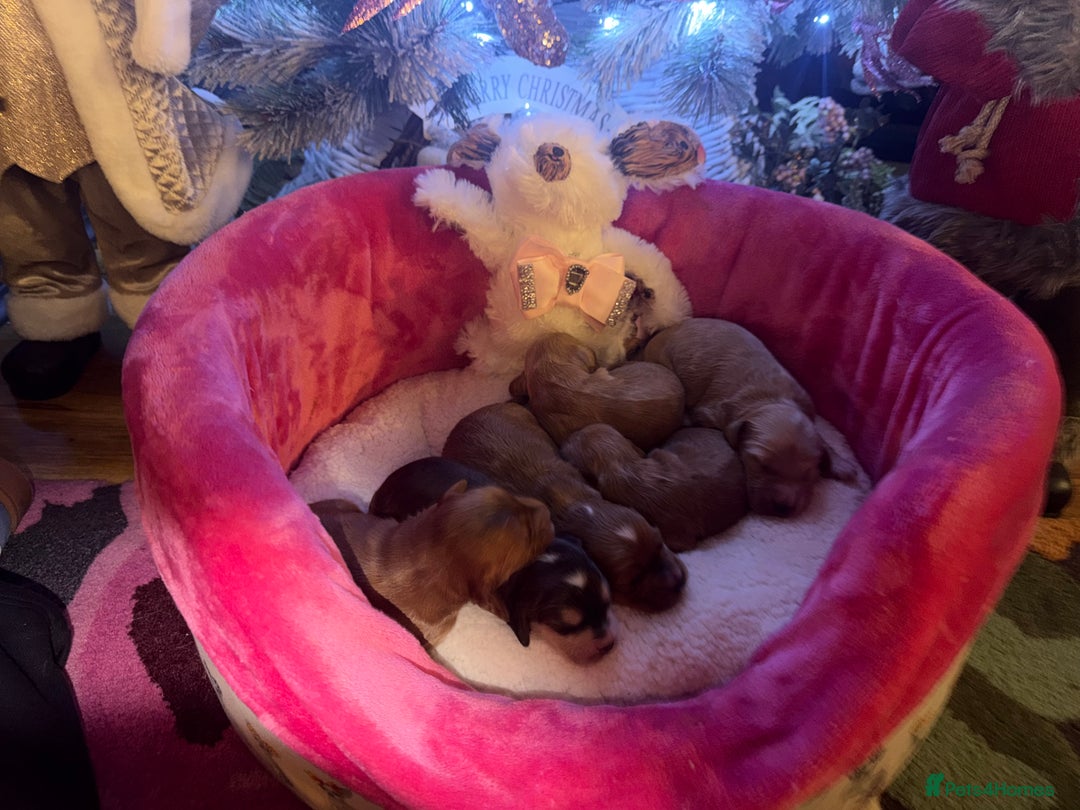 Cockapoo dogs for sale: Cockapoo pups  - Advert 5