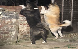 Akita dogs for stud: Pasha The Akita for Stud - Image 7