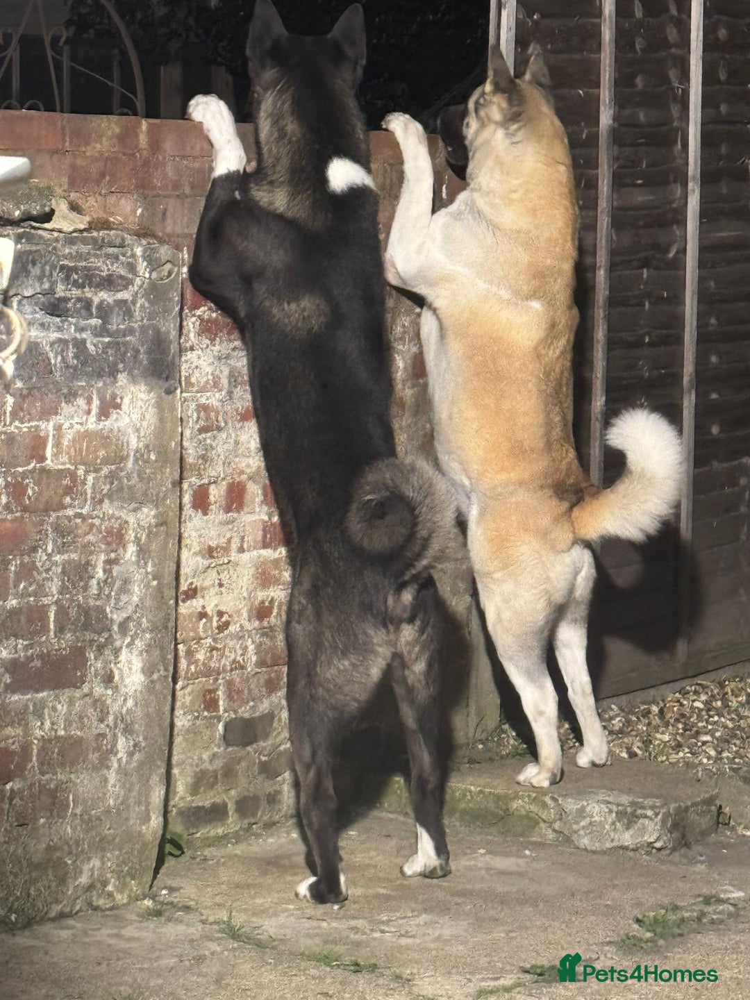 Akita dogs for stud: Pasha The Akita for Stud - Image 7
