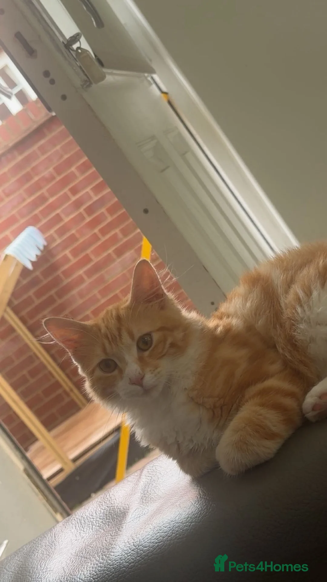Mixed Breed cats for sale: long haired ginger and white 7 month old kitten  - Advert 3