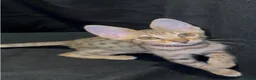 Savannah cats for sale: Pure Pedigree! Top Quality Tica Registr. Savannahs - Advert 30
