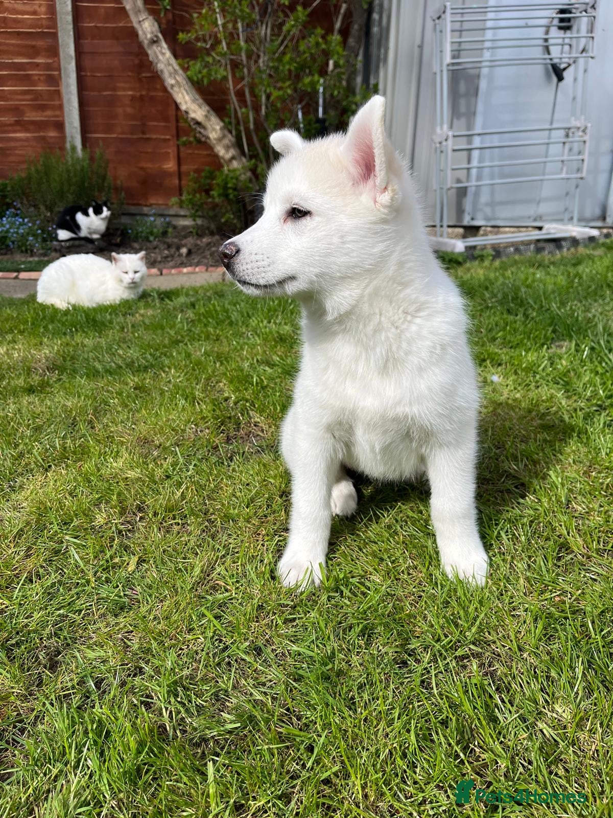 Pomsky dogs 3 Adorable Pomsky Puppies  - Advert 2