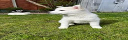 Pomsky dogs for sale: 3 Adorable Pomsky Puppies  - Advert 17
