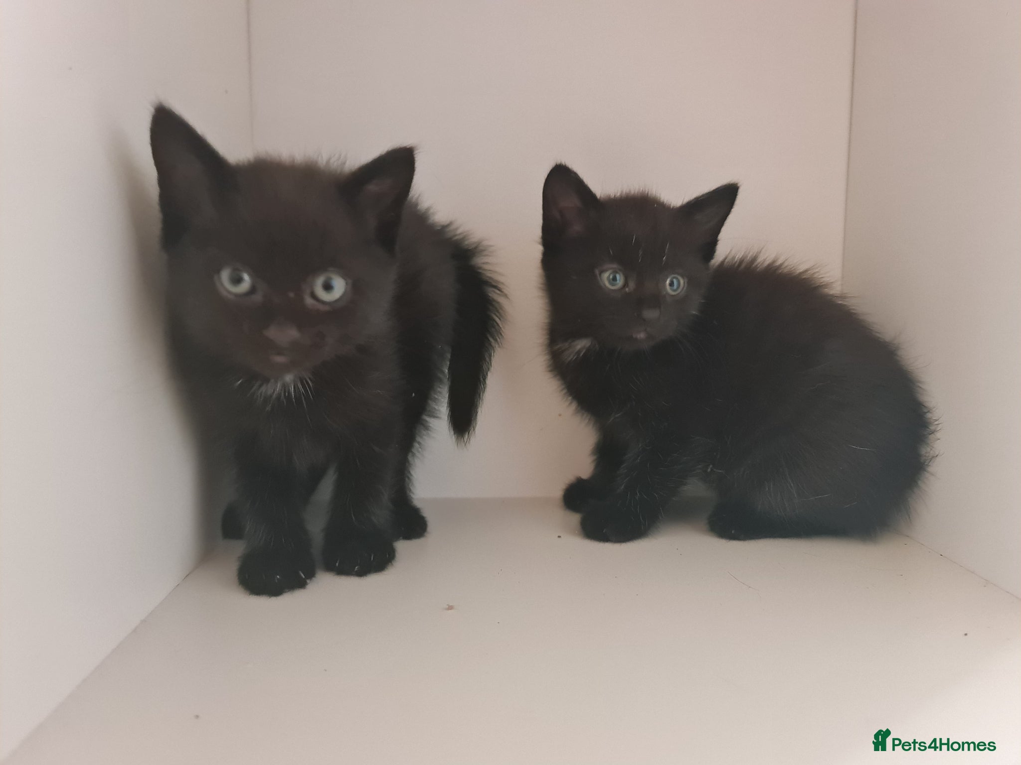 Mixed Breed cats Dog friendly 2 black kittens for sale - Advert 1