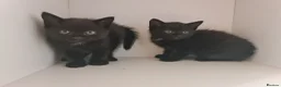 Mixed Breed cats for sale: Dog friendly 2 black kittens for sale - Advert 1