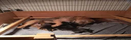 Border Terrier dogs for sale: Border terrier puppies  - Advert 2