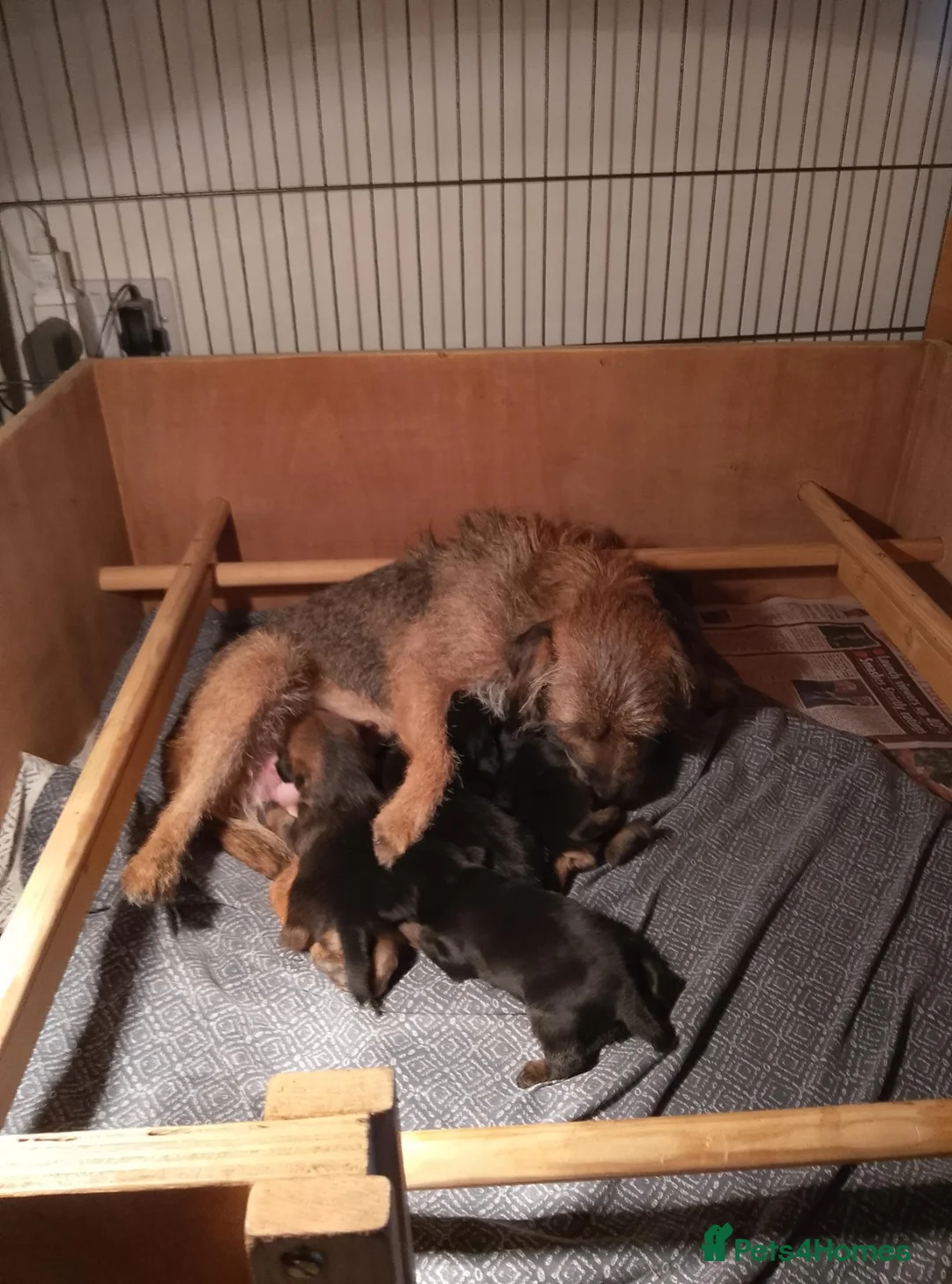 Border Terrier dogs for sale: Border terrier puppies  - Advert 2