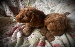 Cockapoo dogs for sale: Fabulous F1b Fox Red Cockapoo Health Cleared - Image 21