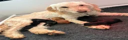 Mixed Breed dogs for sale: Cockerdoodle boy looking for a home!  - Advert 5