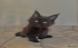 Maine Coon cats for sale: Lovely Maincoon kittens - Image 2