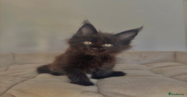 Maine Coon cats - Advert 6