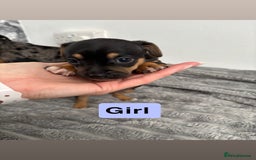 Jack Russell dogs for sale: Merle and black & tan Jack Russell  - Image 11