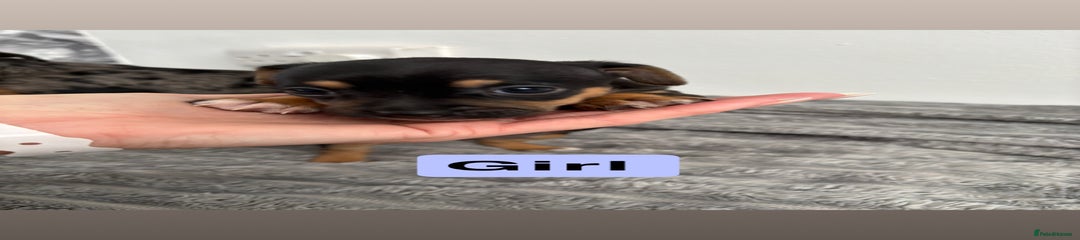  Puppy 4