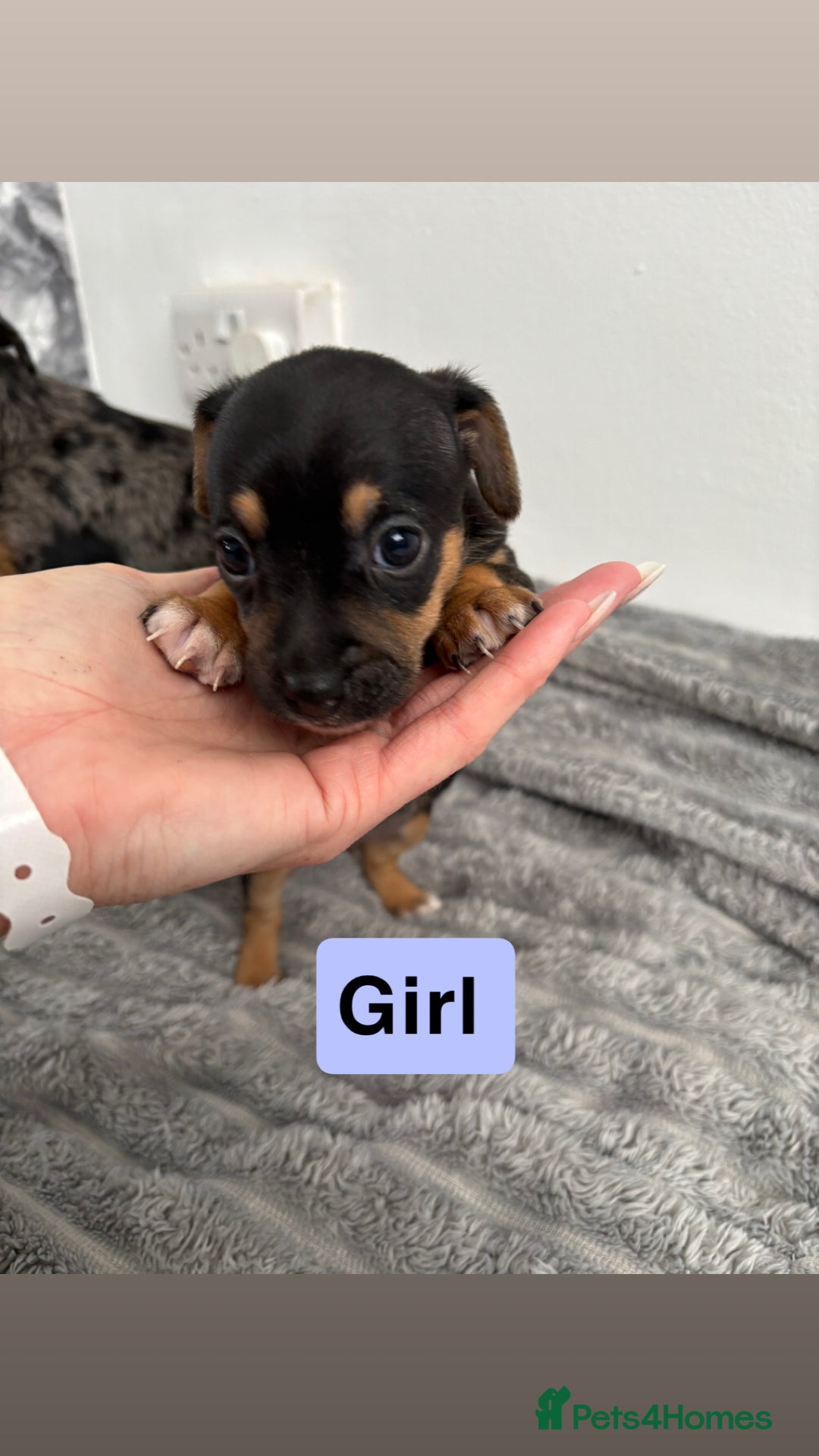 Jack Russell dogs for sale: Merle and black & tan Jack Russell  - Image 11