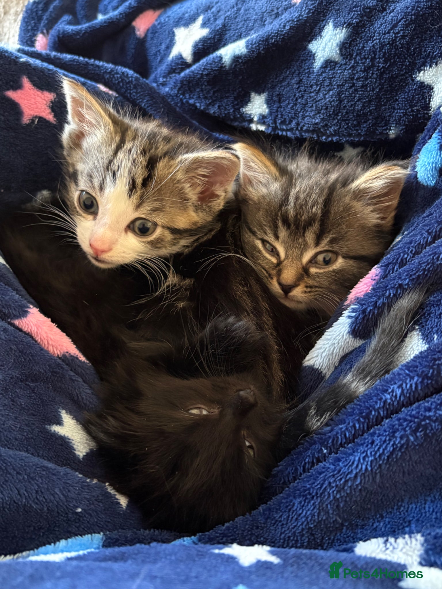 British Shorthair cats 3 beautiful British shorthair kittens for sale  - Advert 3