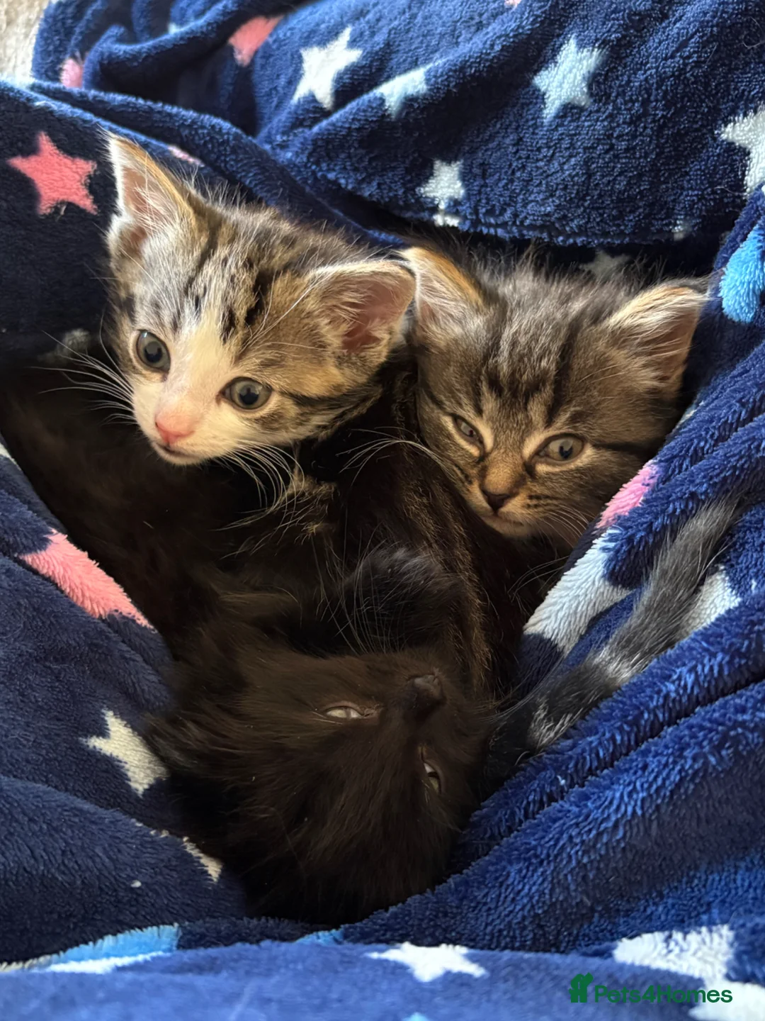 British Shorthair cats for sale: 3 beautiful British shorthair kittens for sale  - Advert 2