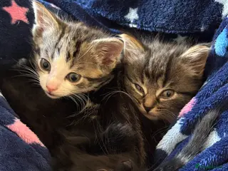 British Shorthair cats 3 beautiful British shorthair kittens for sale - Advert 2