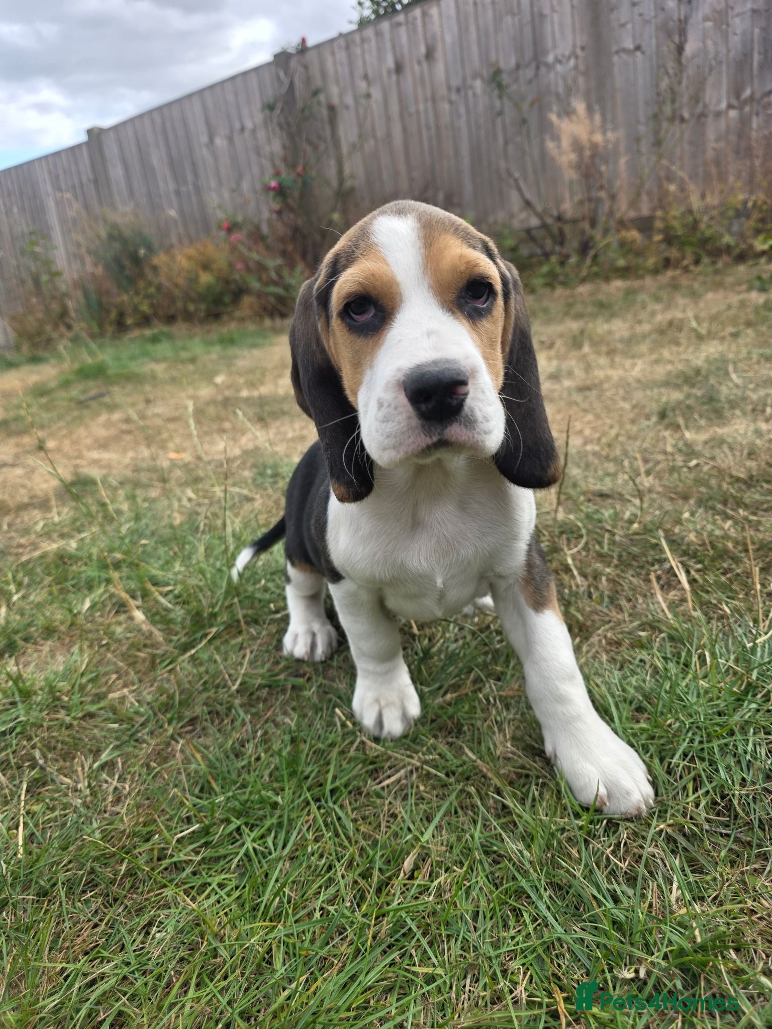 Beagle dogs Beautiful Beagle Puppies Looking For A Loving Home - Advert 6
