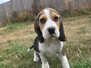 Beagle dogs Beautiful Beagle Puppies Looking For A Loving Home - Advert 8