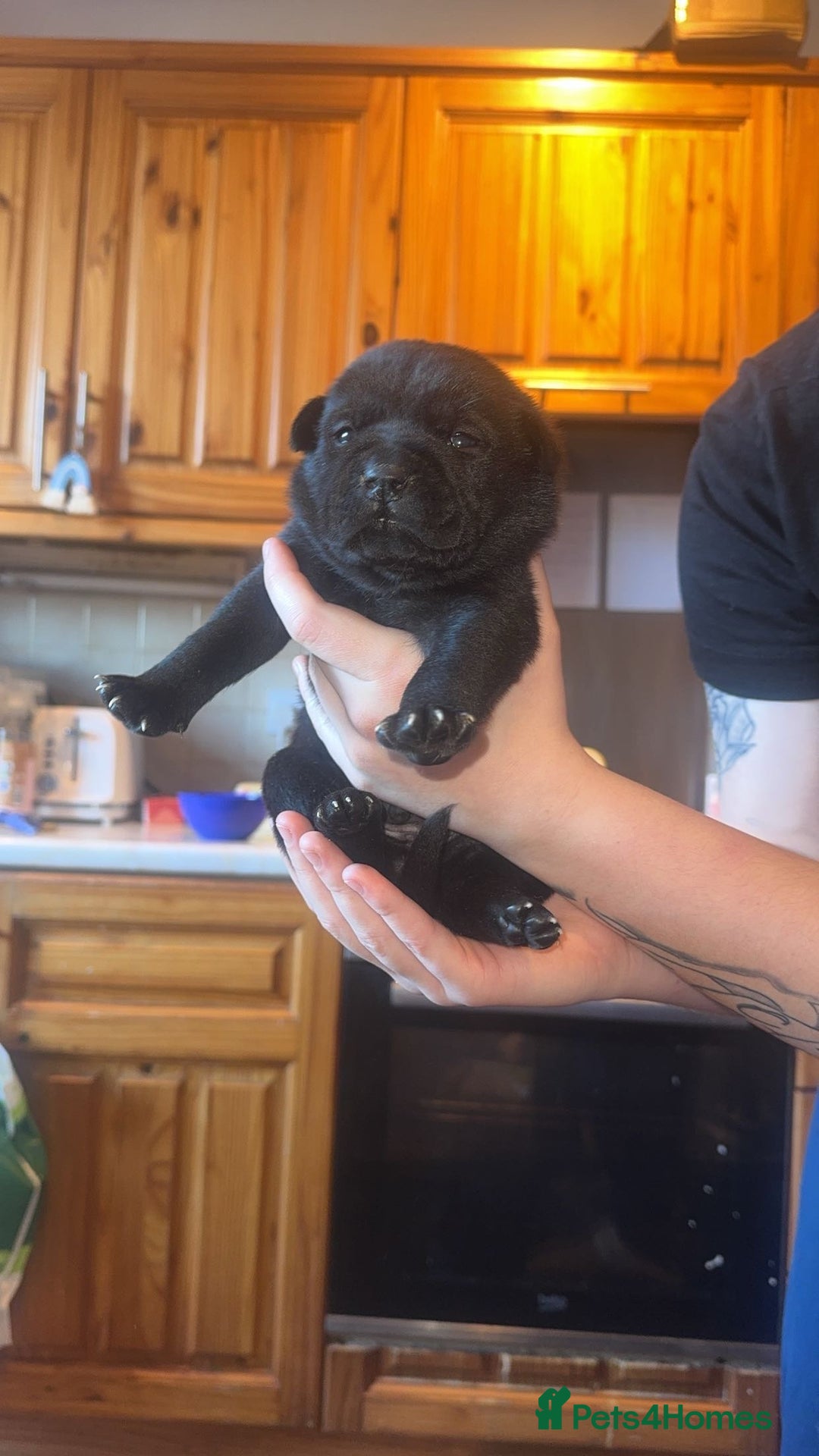 Mixed Breed dogs for sale: American bulldog / chowchow  - Advert 22