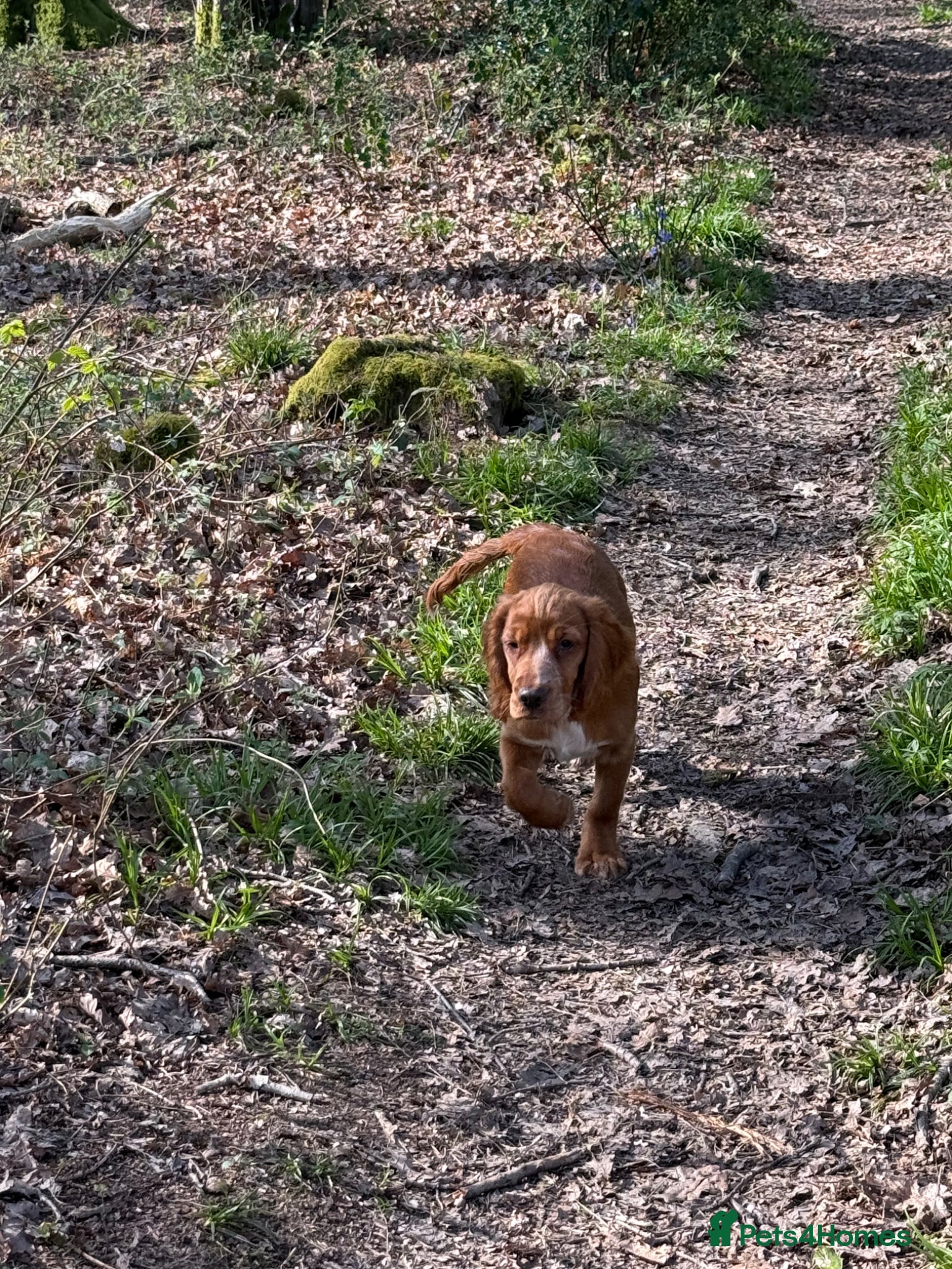 Cocker Spaniel dogs Cocker spaniel pup  - Advert 12