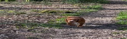 Cocker Spaniel dogs for sale: Cocker spaniel pup  - Advert 1