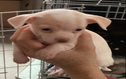 Chihuahua dogs for sale: Chihuahua babies ready now - Image 18